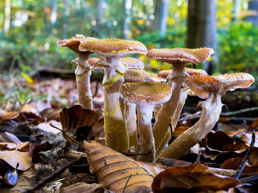 ciuperci otravitoare